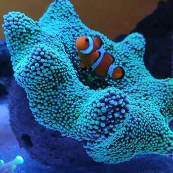 Magnetinio Anemone Lizdą Kelią bėga Molio ir Live Rock numatyti Akvariumas, Reef Bakas Akvariumo Augalai