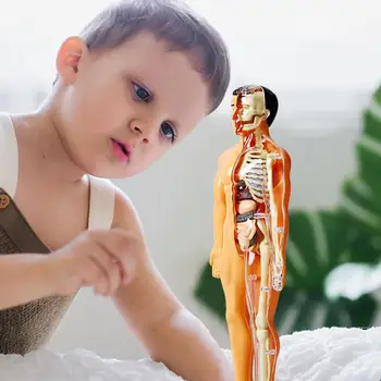 3d Žmogaus Kūno Liemens Modelis Vaikas Anatomijos Modelis Skeleto Modelis 